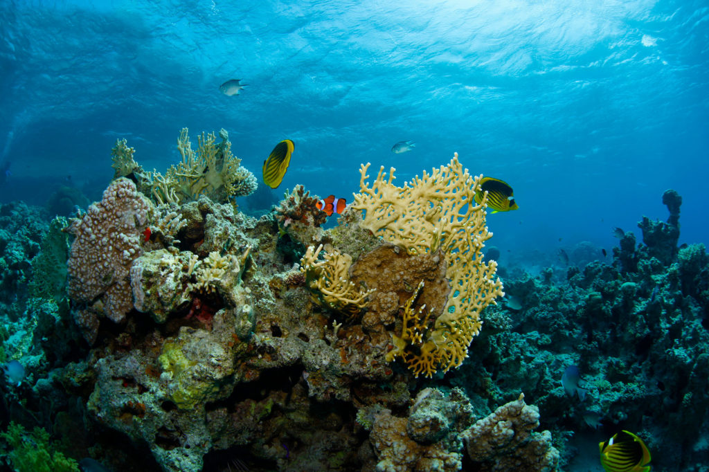 Nördlichstes Korallenriff der Welt