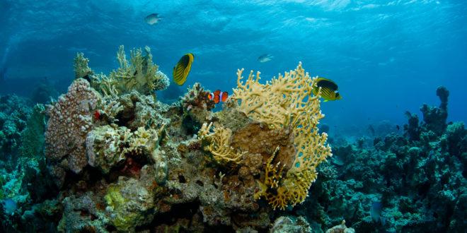 Nördlichstes Korallenriff der Welt